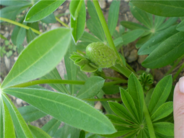 lupinus